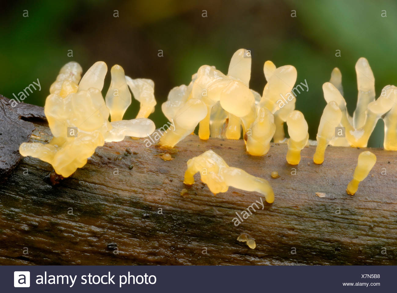 Jelly Fungus High Resolution Stock Photography and Images Alamy