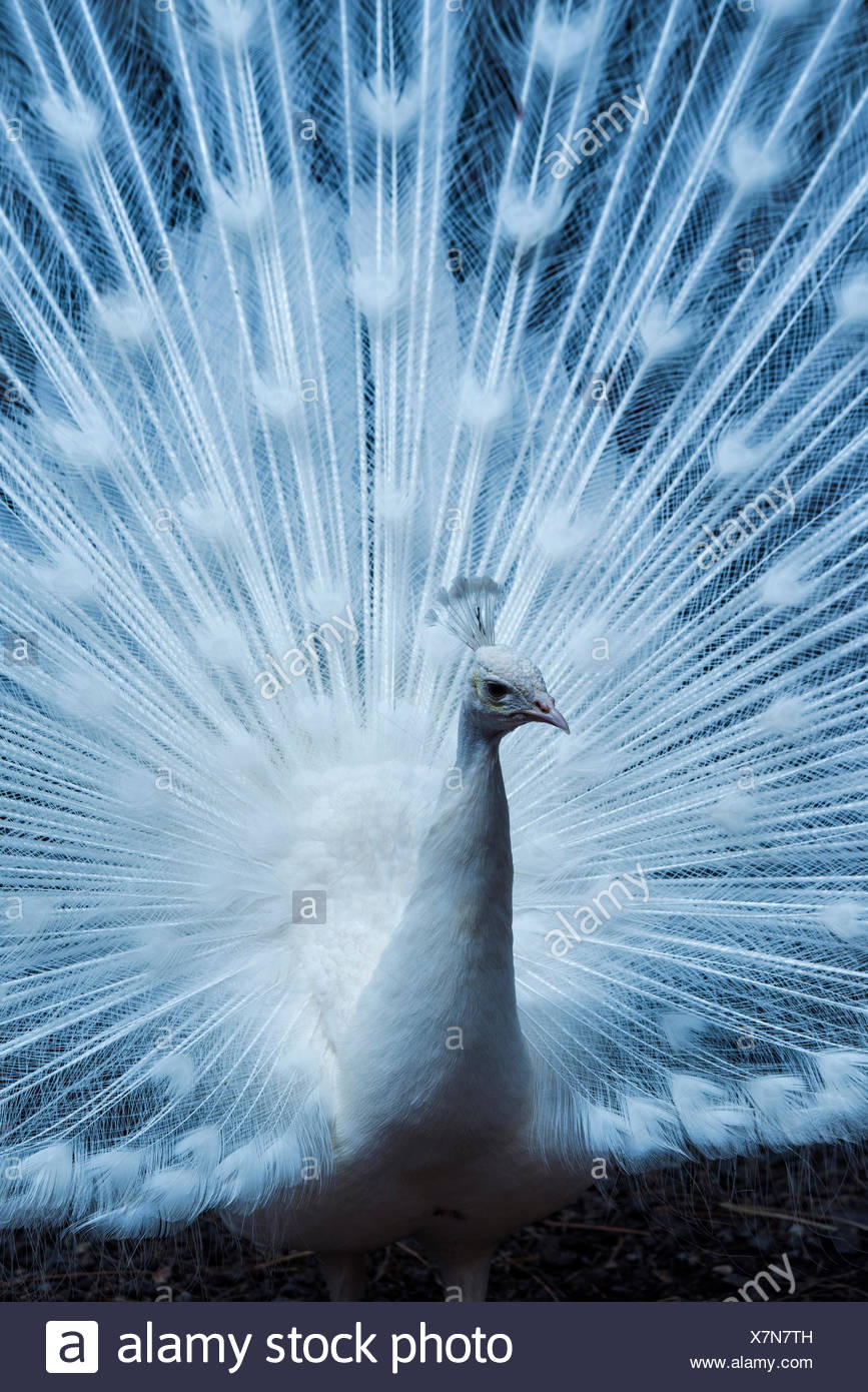 Albino Peacock High Resolution Stock Photography and Images - Alamy