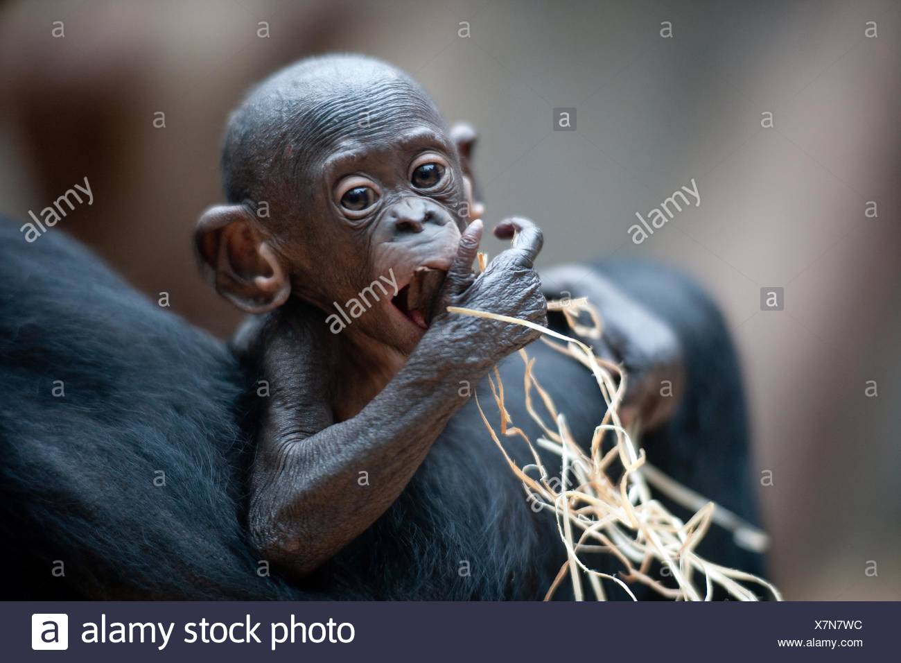bonobo baby Stock Photo - Alamy