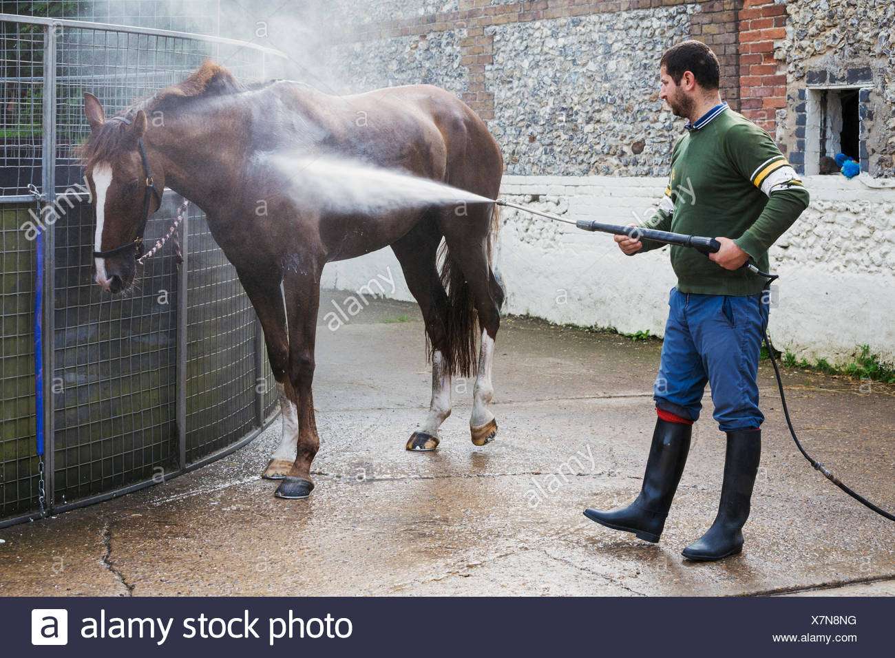Hosing Down Horse Stock Photos & Hosing Down Horse Stock Images Alamy