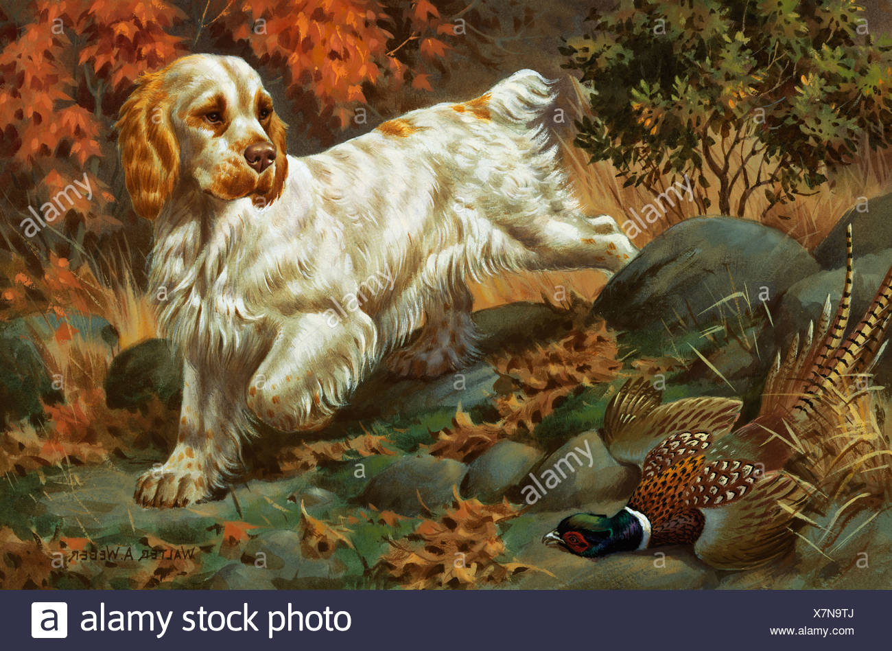 clumber spaniel hunting