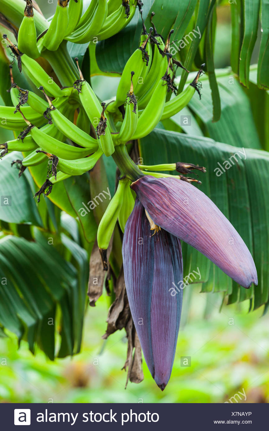 Banana Tree Flower Stock Photos & Banana Tree Flower Stock Images Alamy
