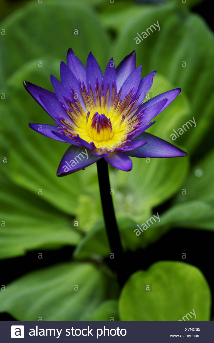 Blue Egyptian Water Lily High Resolution Stock Photography and Images ...