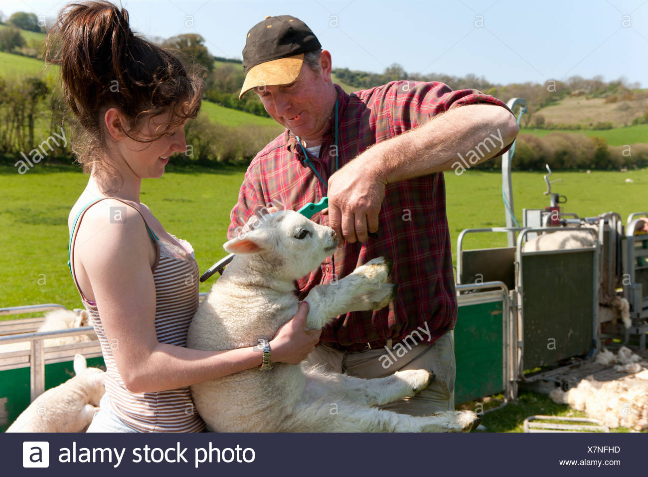 lamb ear tagger lamb ear tagger