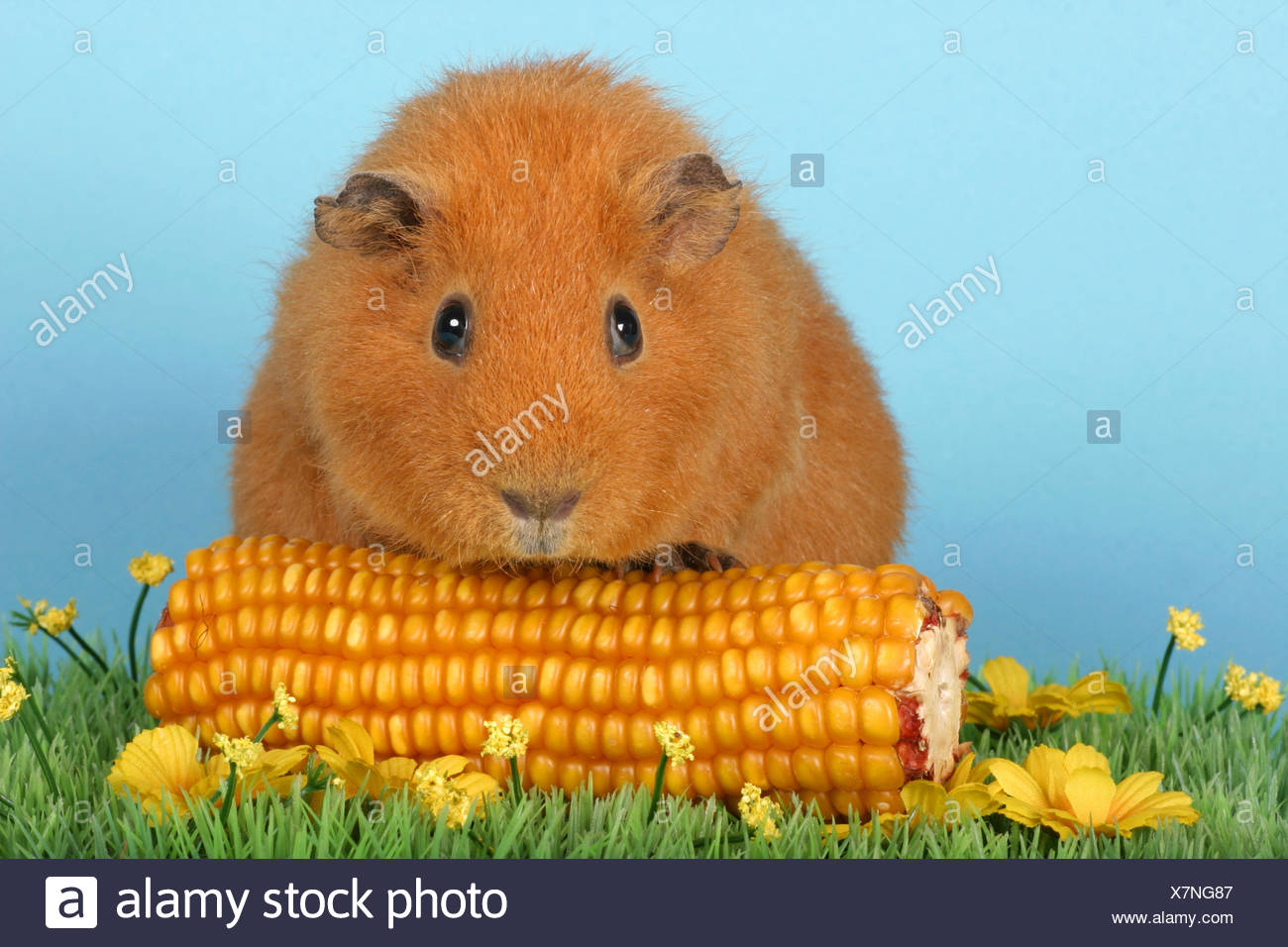 can guinea pigs have corn