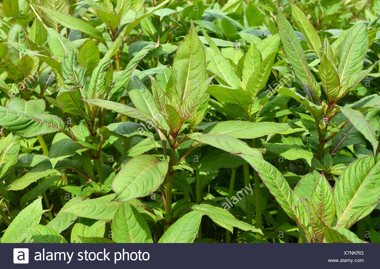 Impatiens glandulifera before the flowering in Leidschendam, The Netherlands. Stock Photo