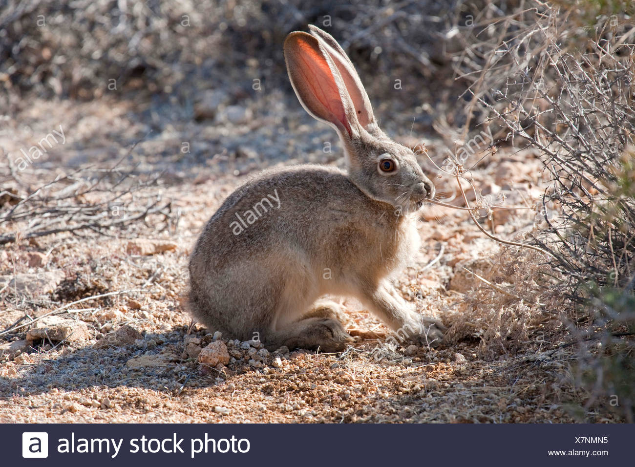 black tailed jack rabbit lepus californicus feeding usa california joshua tree national park stock photo alamy https www alamy com black tailed jack rabbit lepus californicus feeding usa california joshua tree national park image280145745 html