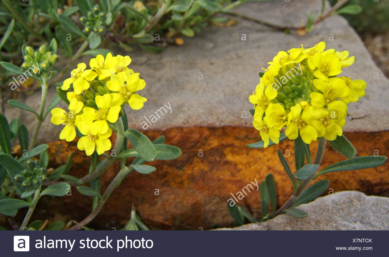 Bergsteinkraut Berggold Alyssum montanum