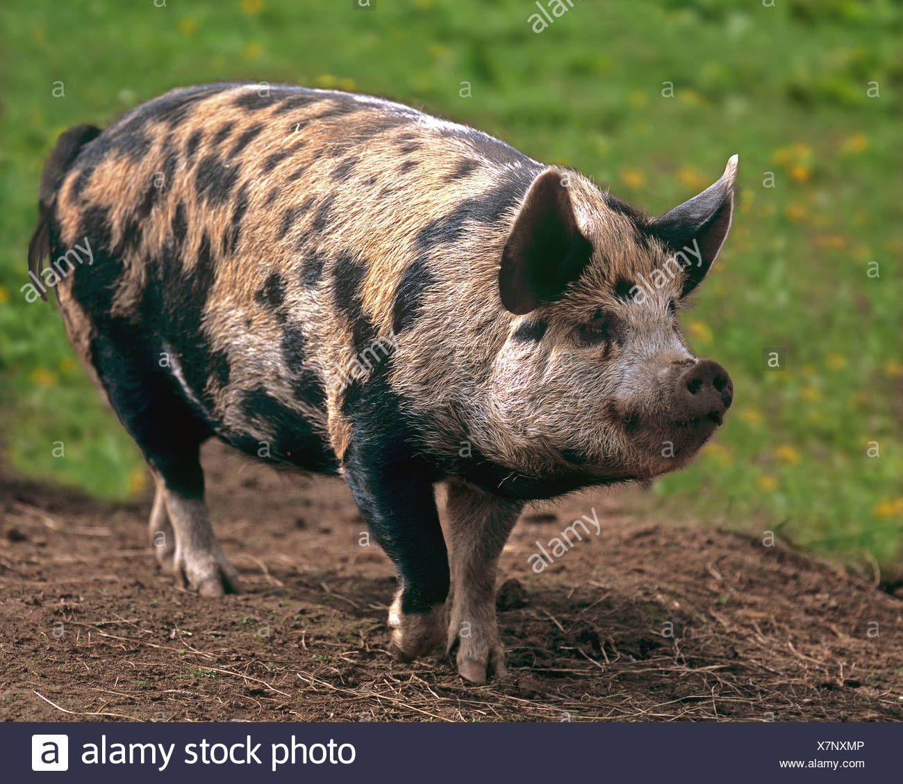 Kune Kune Pig High Resolution Stock Photography and Images Alamy