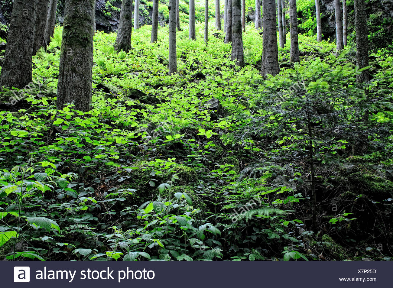 Montane Forest High Resolution Stock Photography and Images Alamy