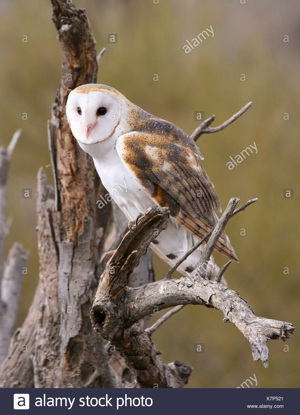 Demon Owl Stock Photos Demon Owl Stock Images Page 2 Alamy