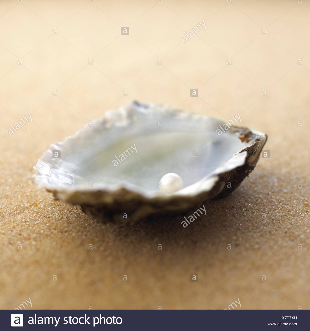 Oyster Shell With Pearl Inside High Resolution Stock Photography and