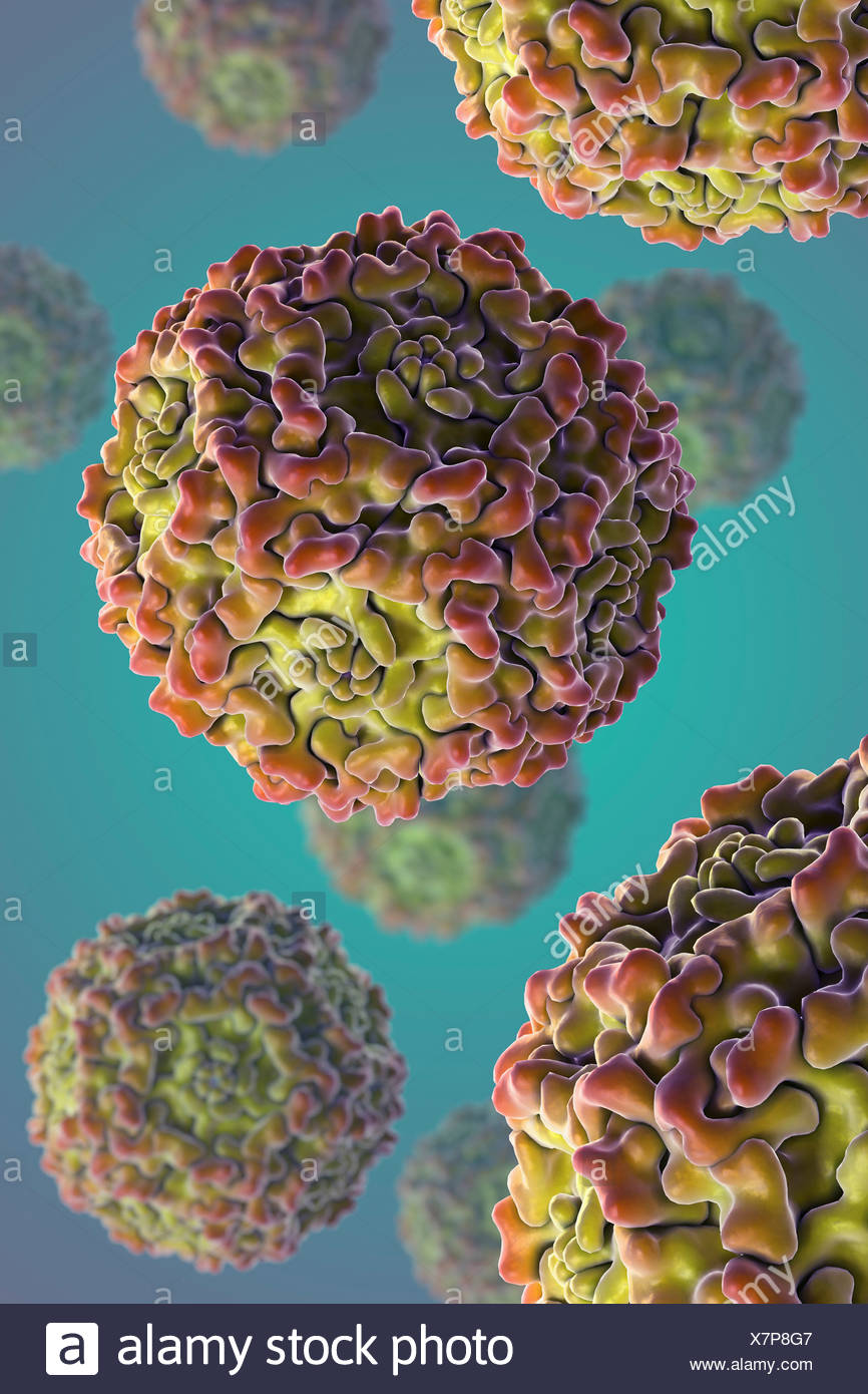 Parvovirus B19 Stock Photos & Parvovirus B19 Stock Images - Alamy