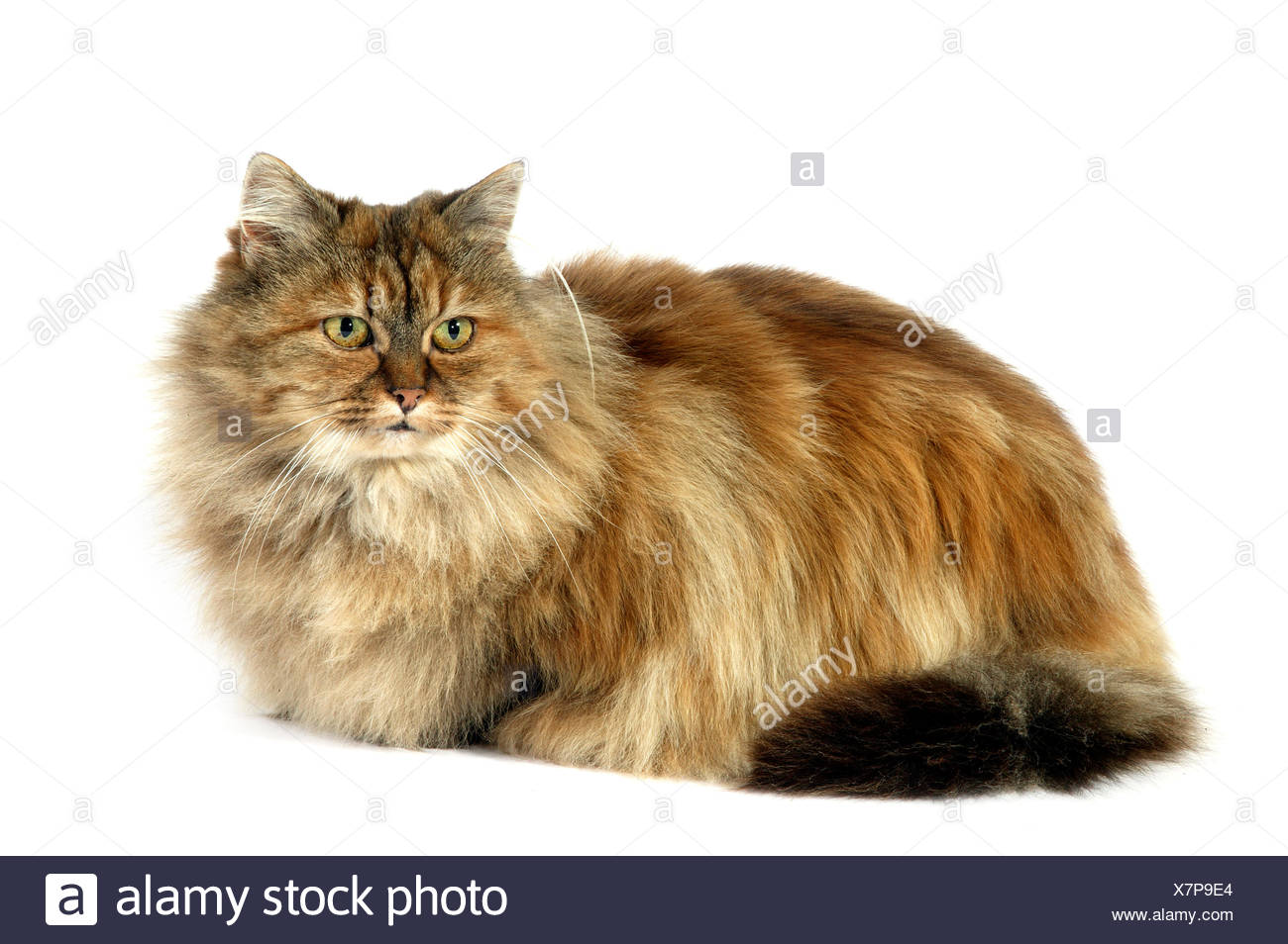 Tortoiseshell Persian Domestic Cat Adult Laying Against White