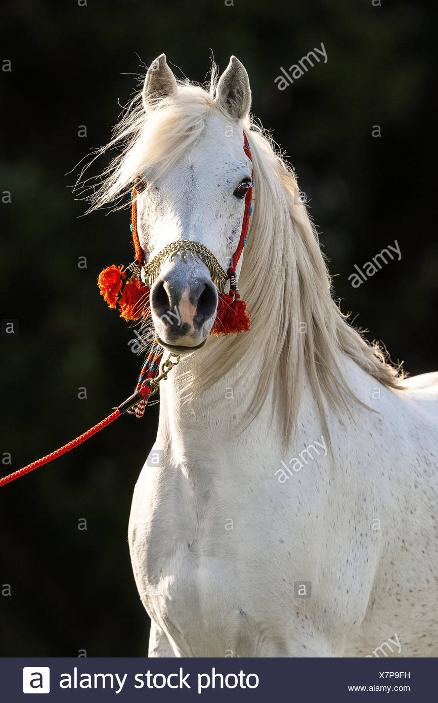 White Arabian Horse High Resolution Stock Photography and Images - Alamy