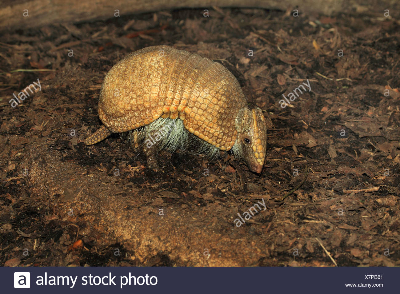 Southern Three Banded Armadillos Tolypeutes Matacus High Resolution