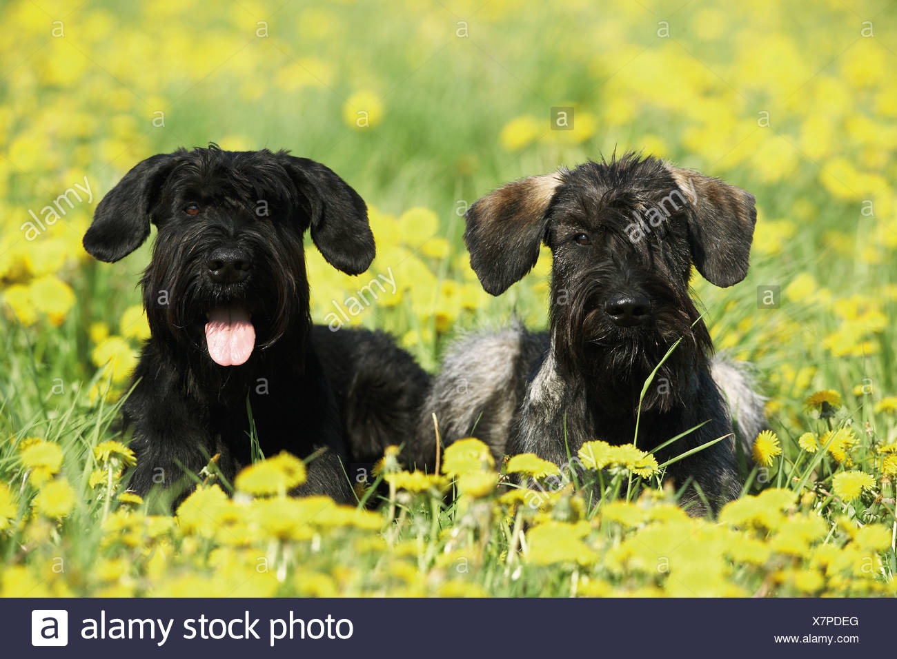 russian bear schnauzer