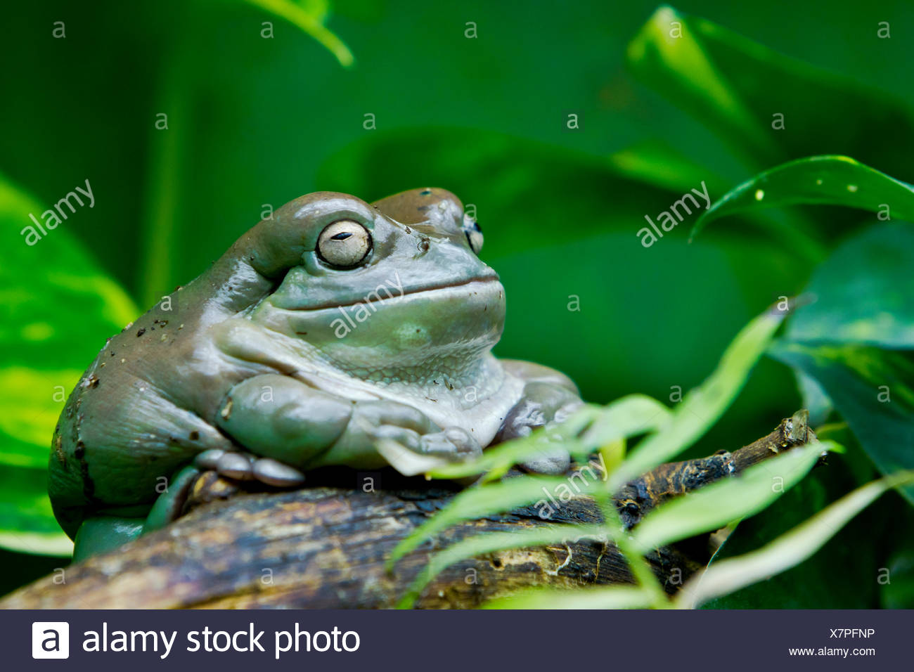 Laughing Frog Stock Photos & Laughing Frog Stock Images Alamy