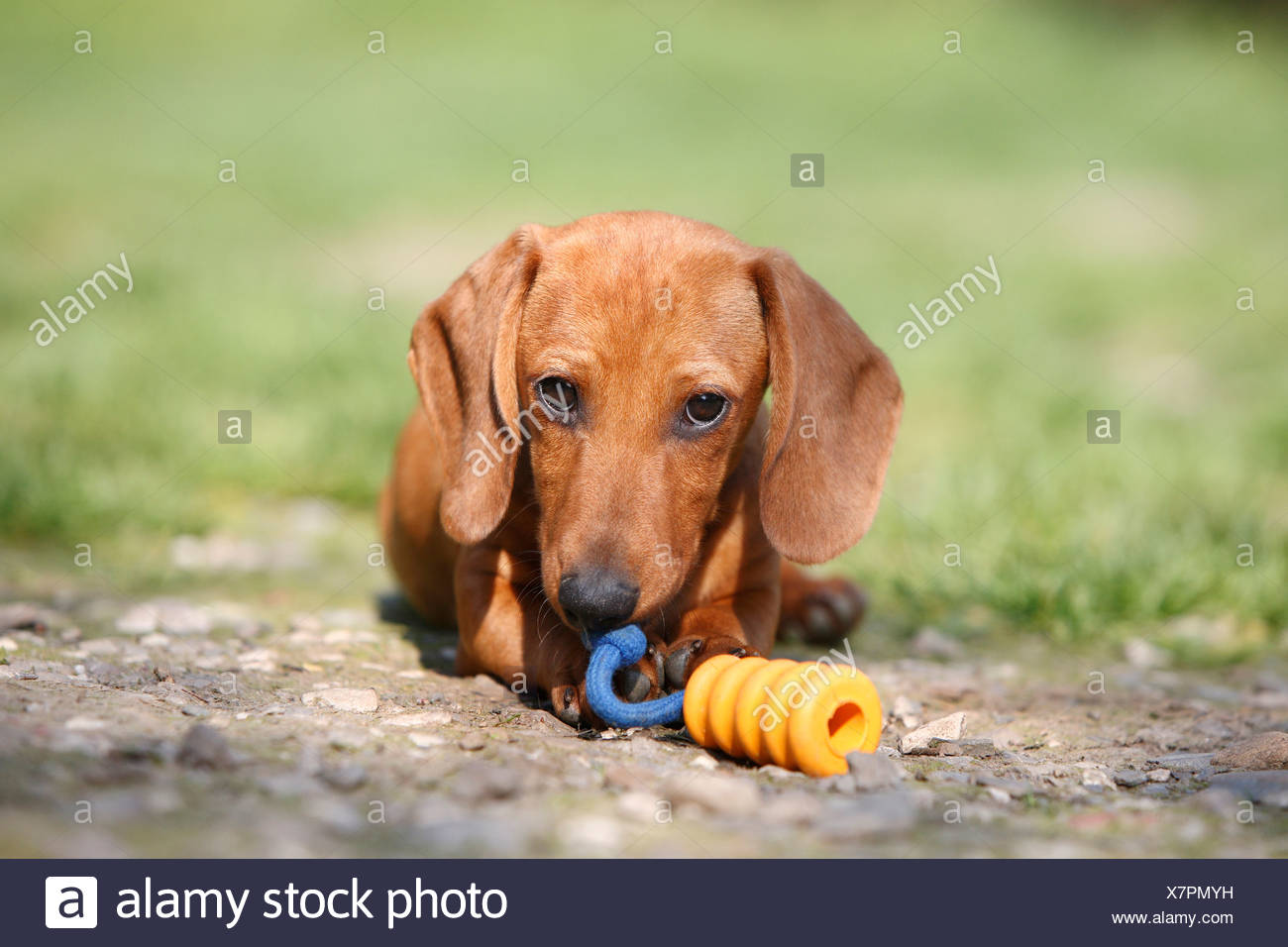 Short Haired Dachshund Short Haired Sausage Dog Domestic Dog