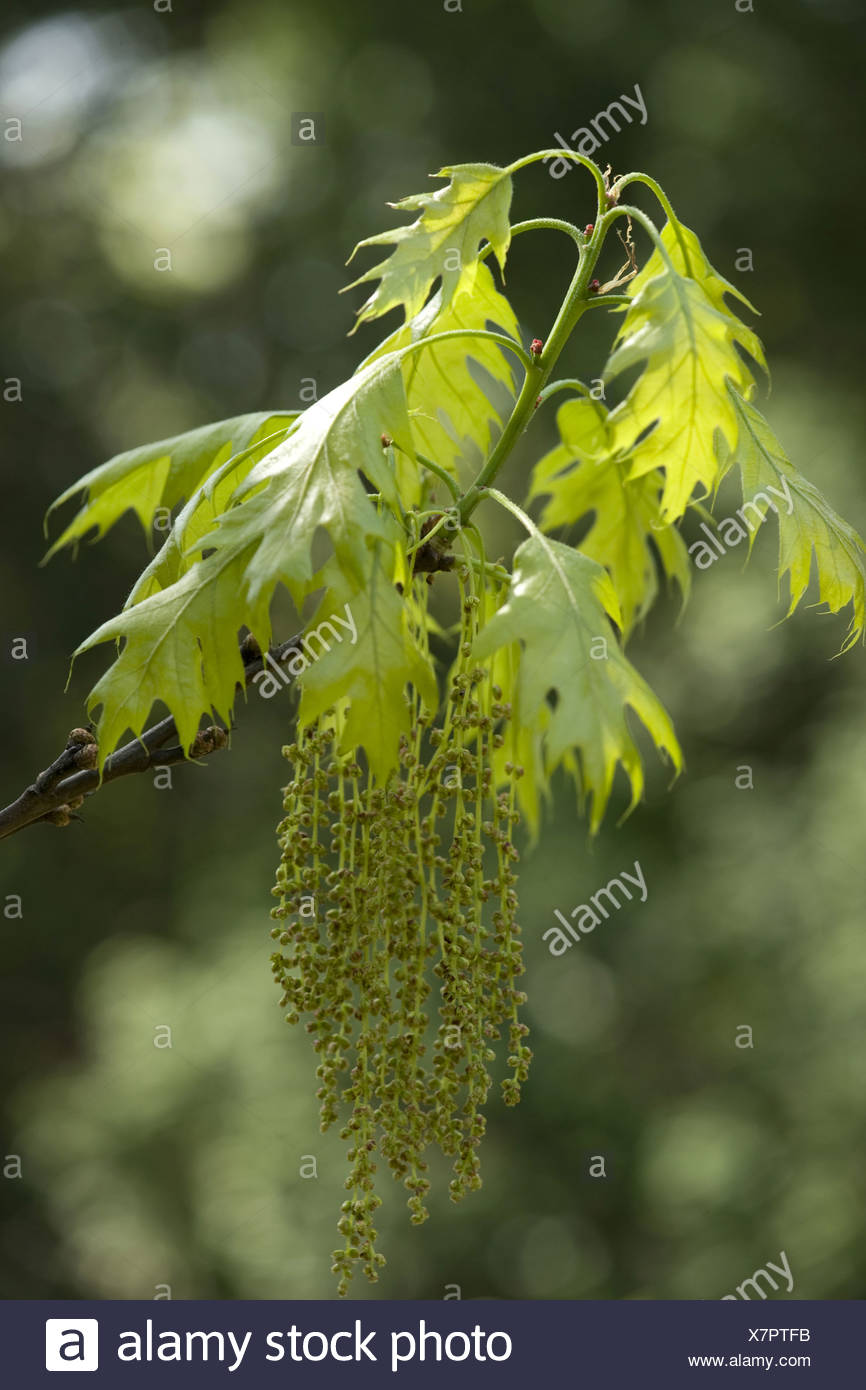 Oak Tree Catkins High Resolution Stock Photography and Images - Alamy
