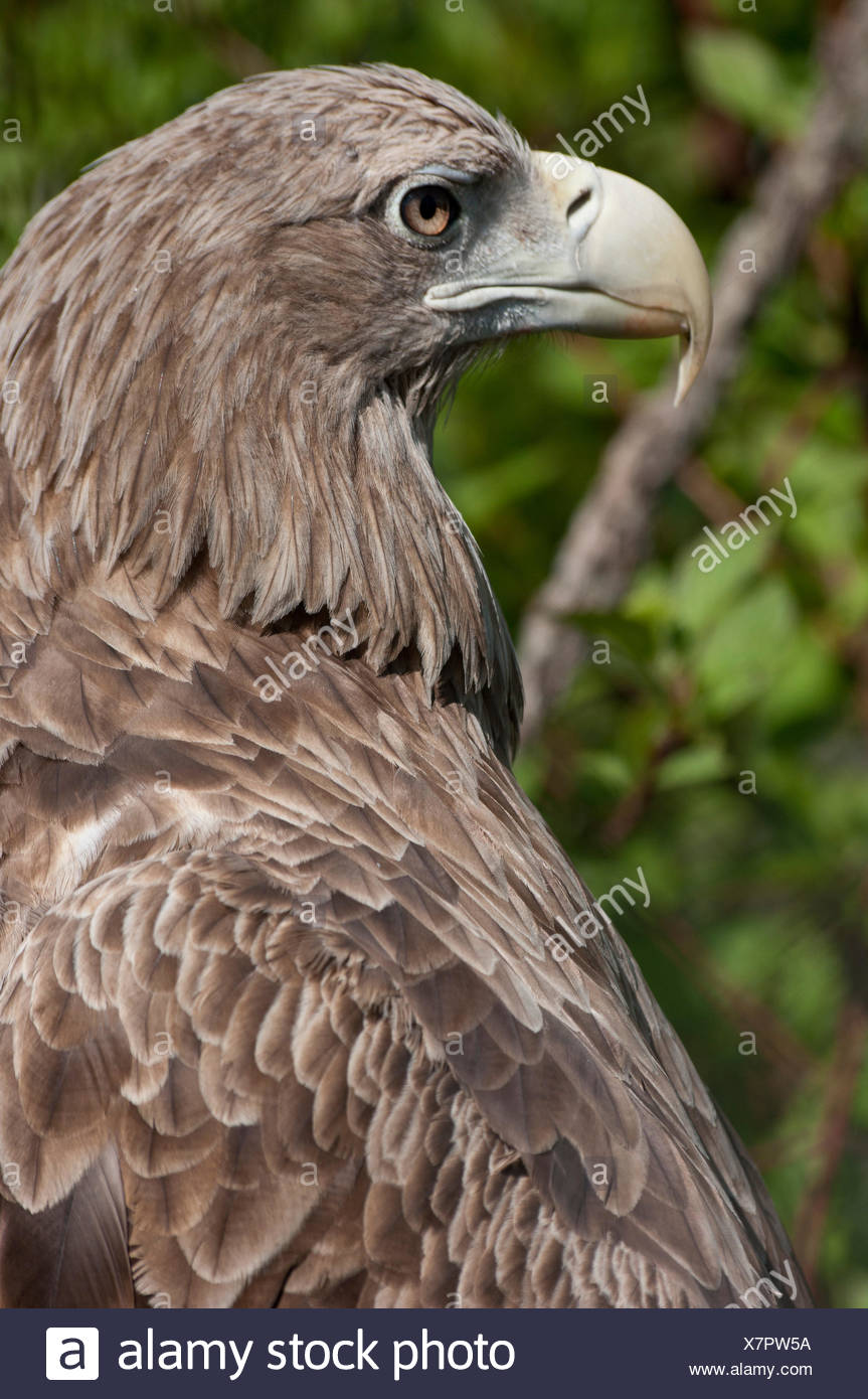 Scavenger Eagles Stock Photos Scavenger Eagles Stock