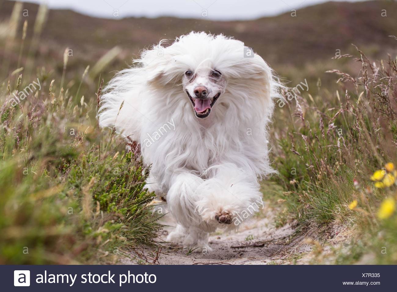 Running Chinese Crested Dog Powderpuff Stock Photo Alamy