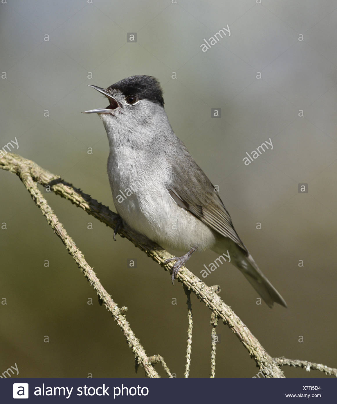 male blackcap