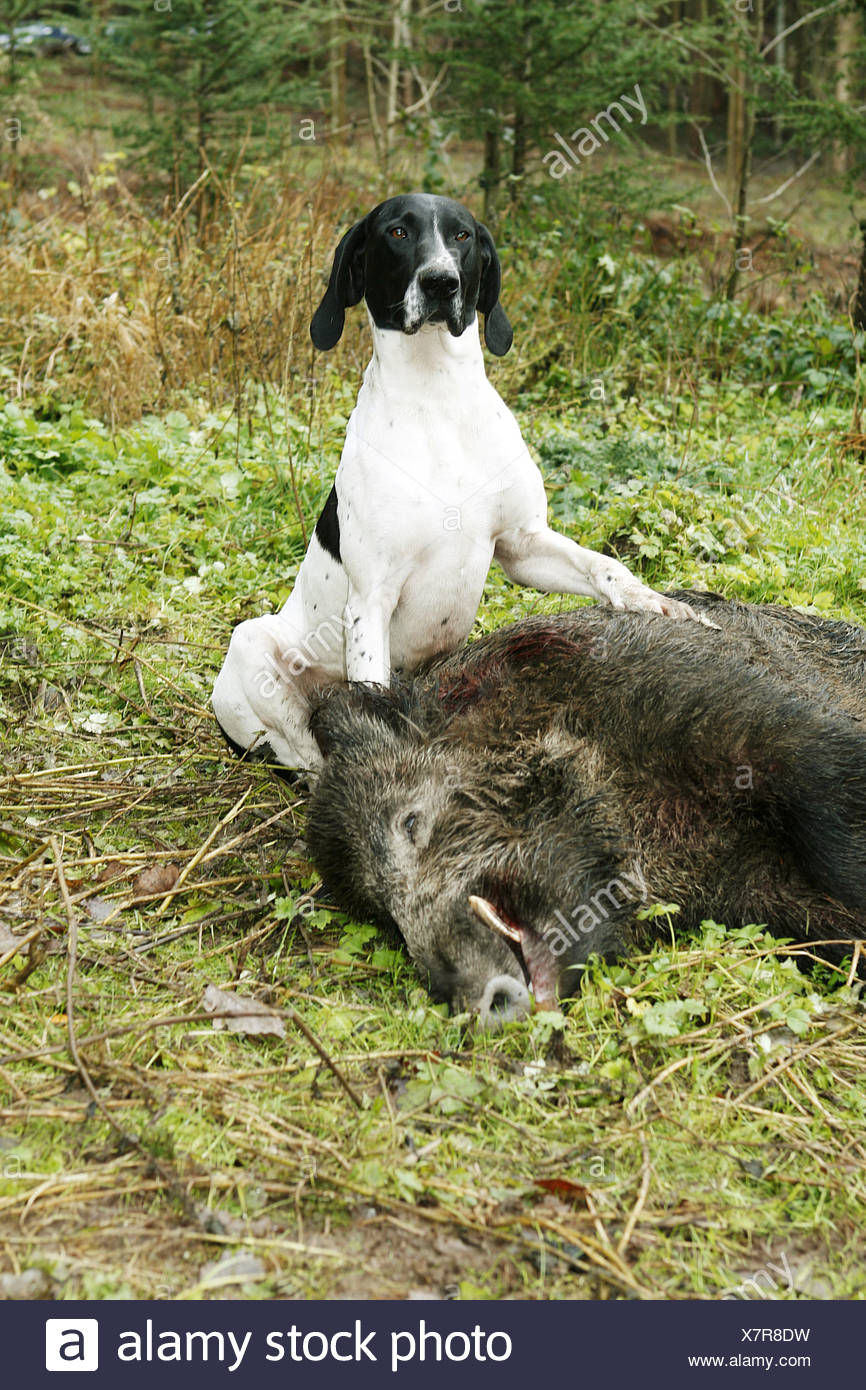 Wild Boar Hunting Dog High Resolution Stock Photography and Images Alamy