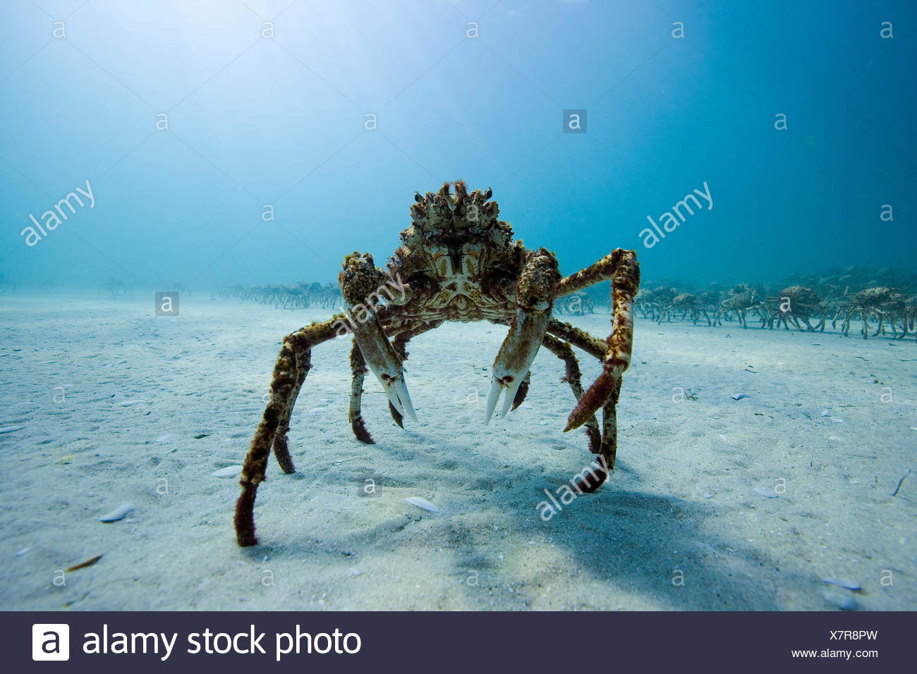 Spider Crab Stock Photos & Spider Crab Stock Images - Alamy