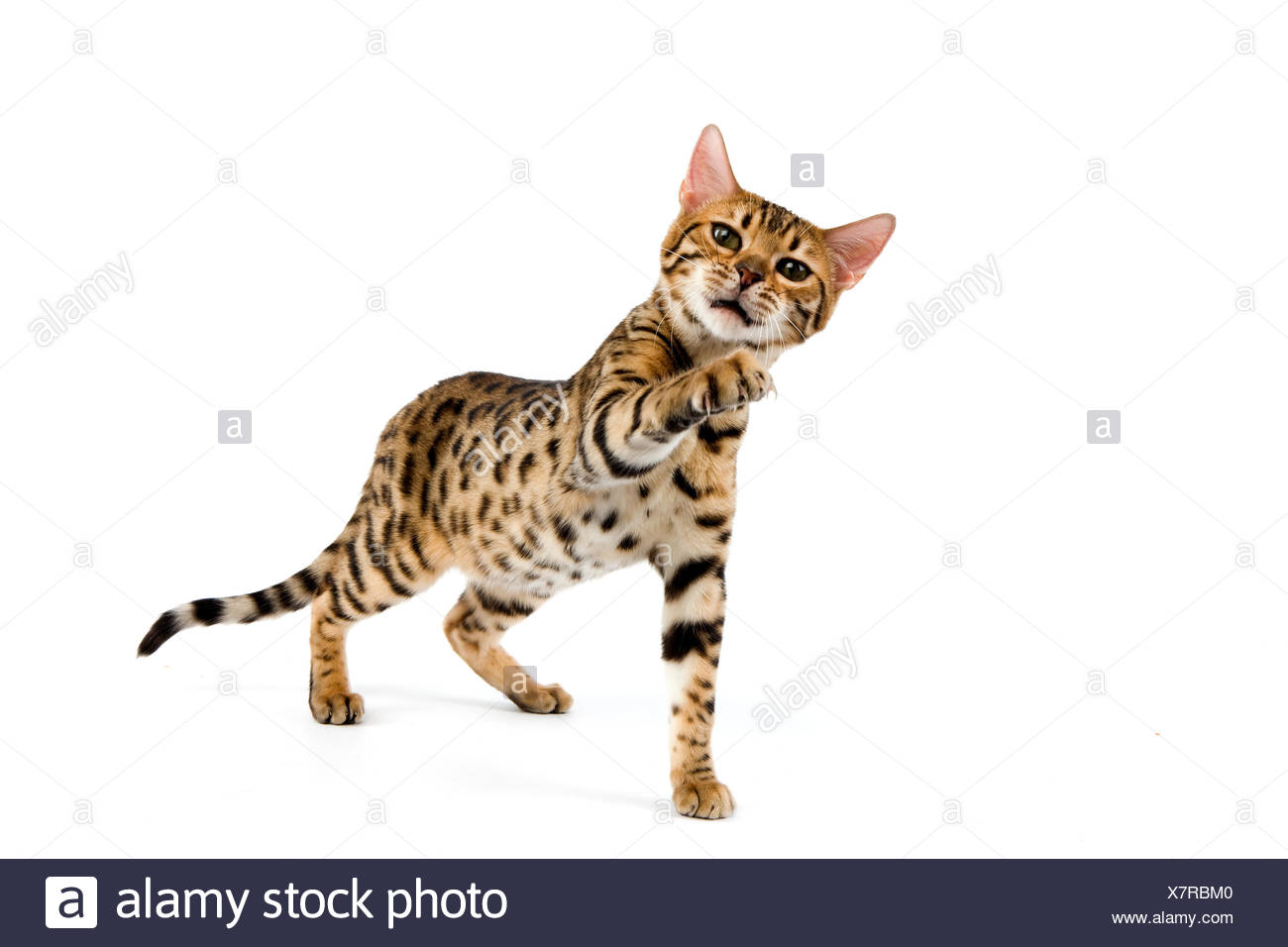 Brown Spotted Tabby Bengal Domestic Cat Stock Photo Alamy
