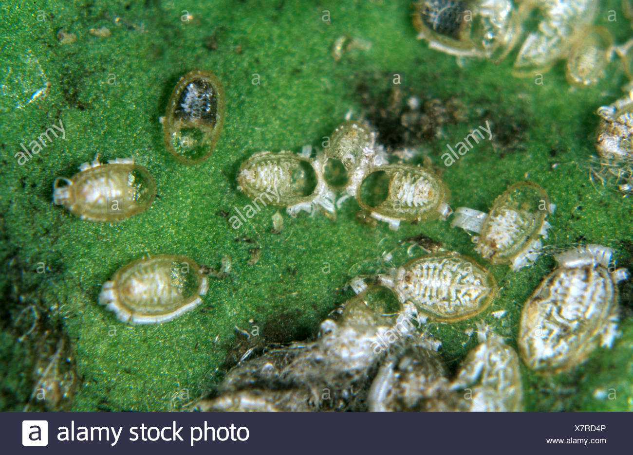 Aleurothrixus High Resolution Stock Photography and Images Alamy