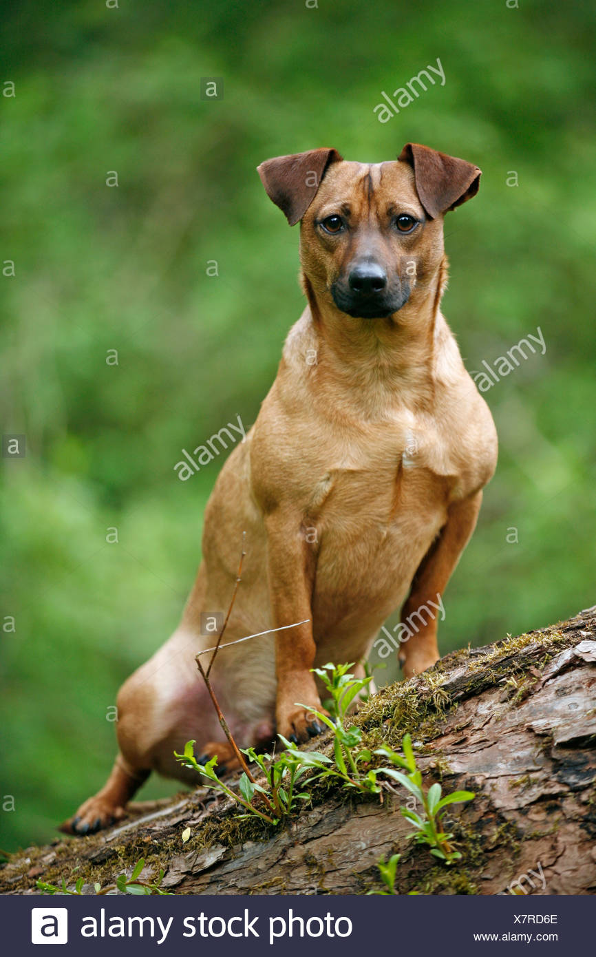 Brauner Hund Stock Photos &amp; Brauner Hund Stock Images Alamy