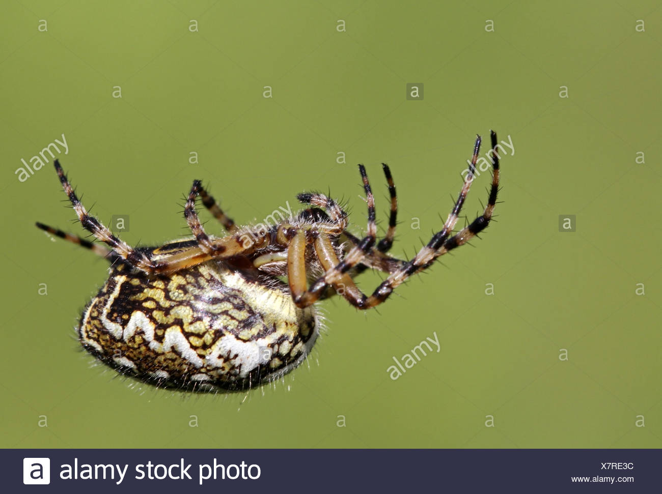 Echte Webspinnen High Resolution Stock Photography and Images Alamy