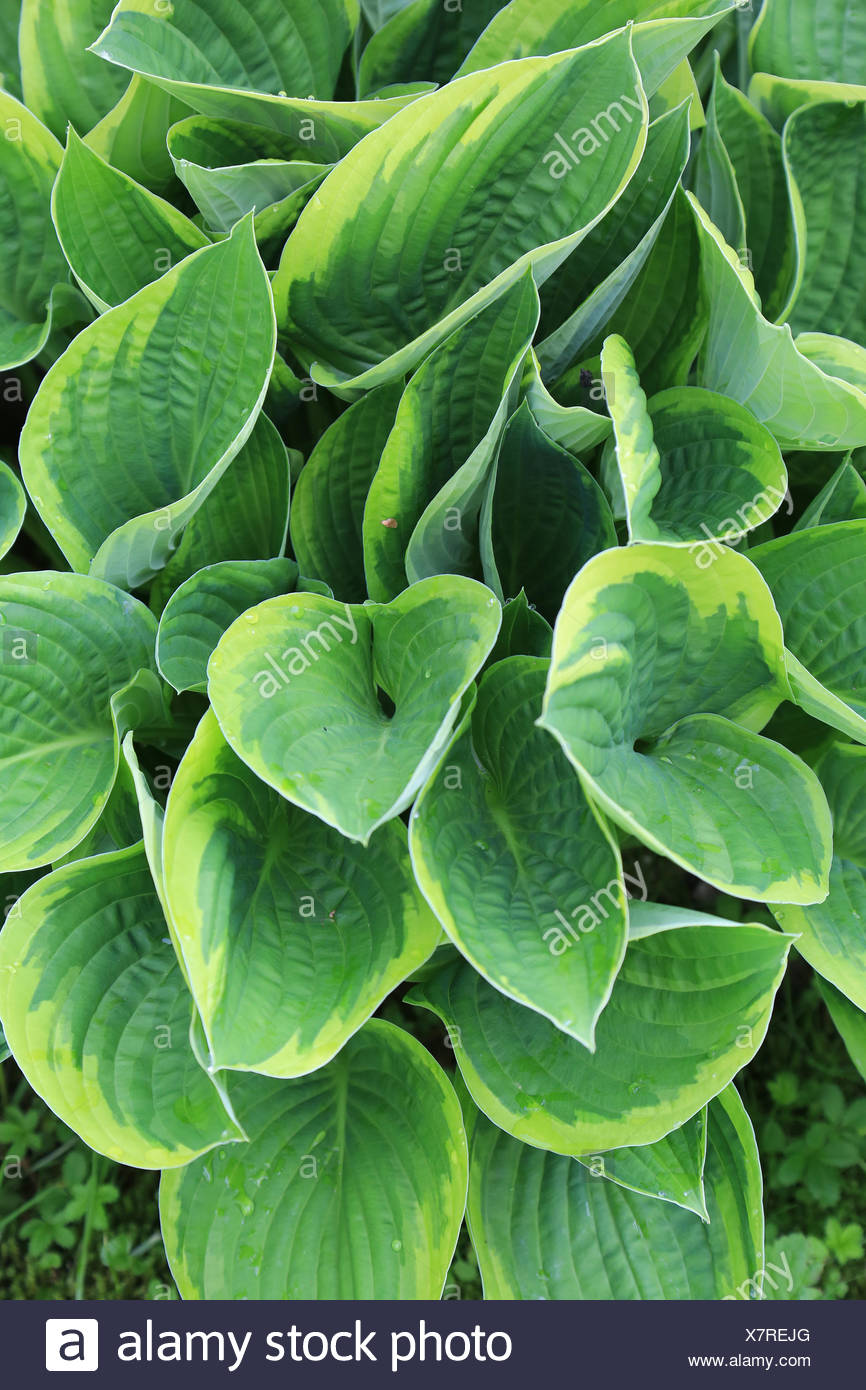 Plantain lily, Hosta fortunei aureomarginata Stock Photo