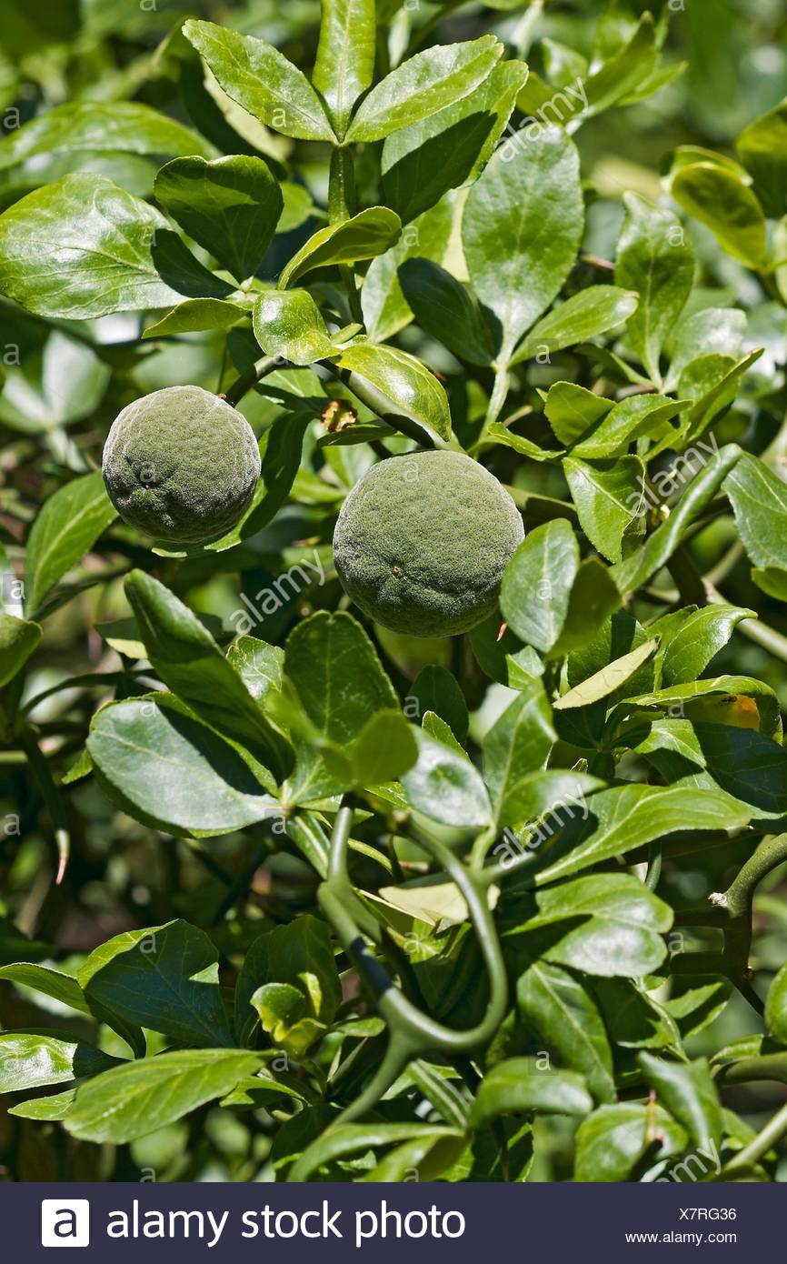 Poncirus Trifoliata High Resolution Stock Photography and Images Alamy