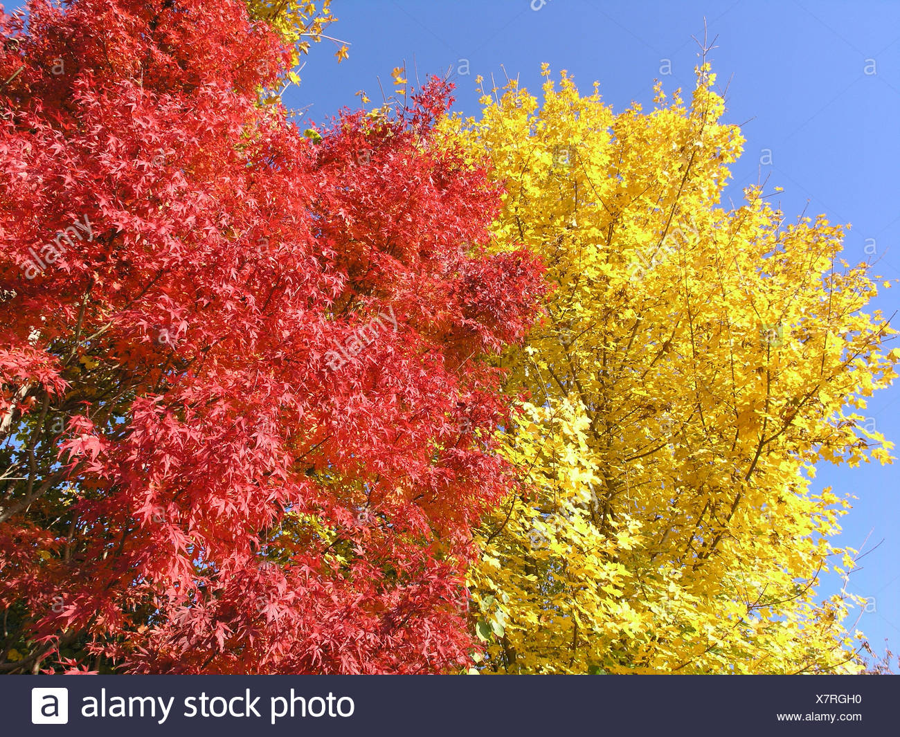 autumn-fall-colors-colors-colorful-colourful-maple-trees-tree-branches-leaves-red-yellow-blue-sky-nature-X7RGH0.jpg