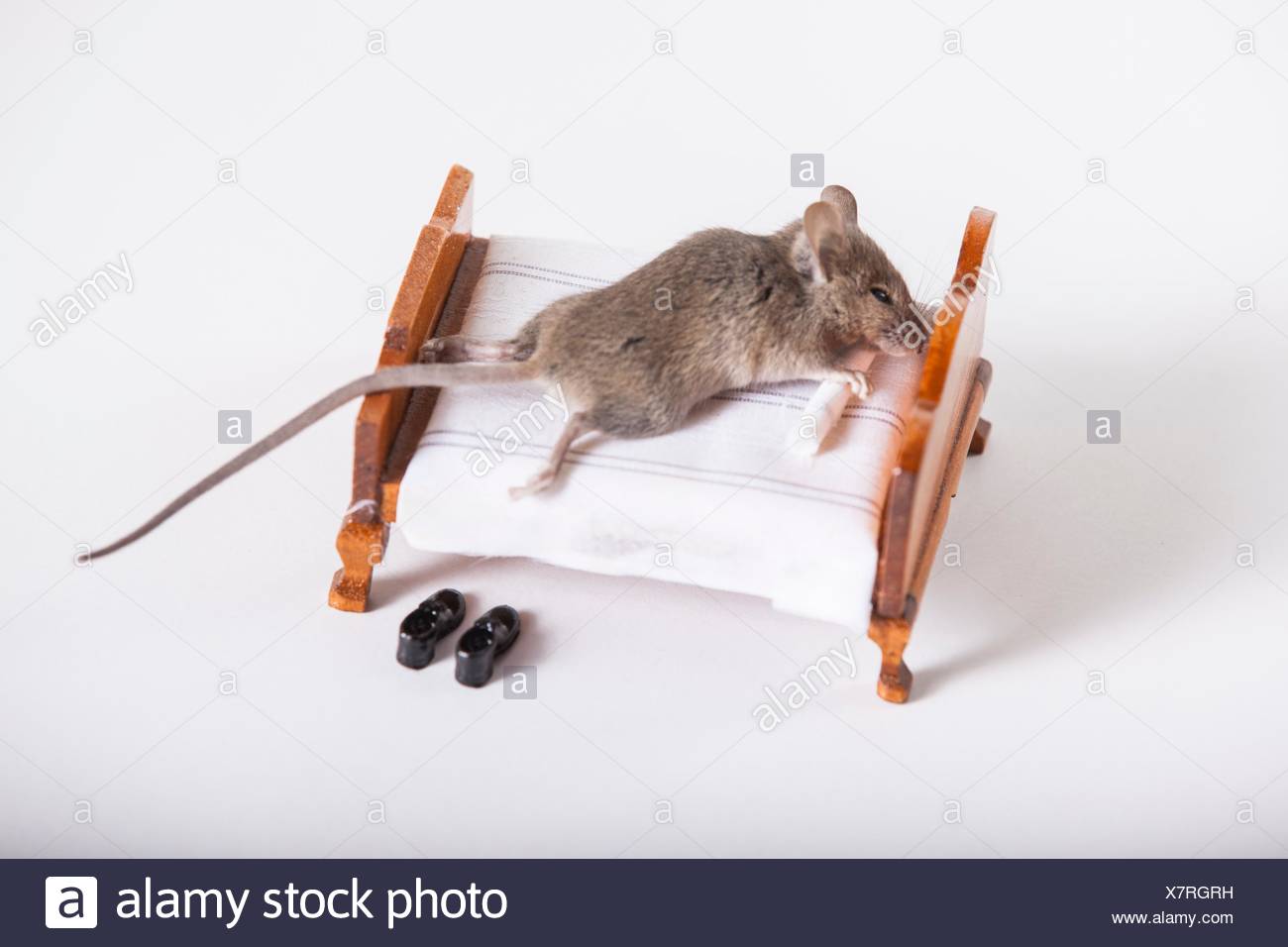 Sleep Mouse Stock Photos & Sleep Mouse Stock Images Alamy