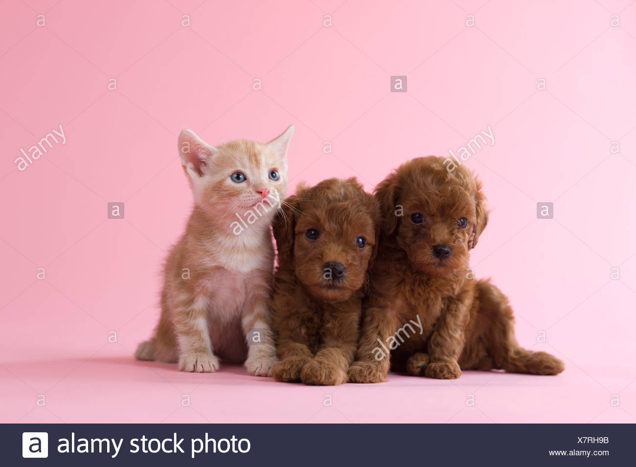 American Shorthair Kitten And Two Toy Poodle Puppies Stock Photo