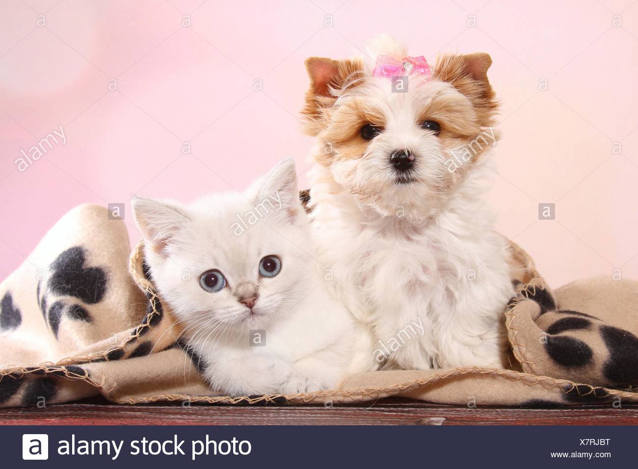 Yorkshire Terrier Puppy And British Shorthair Kitten Stock Photo
