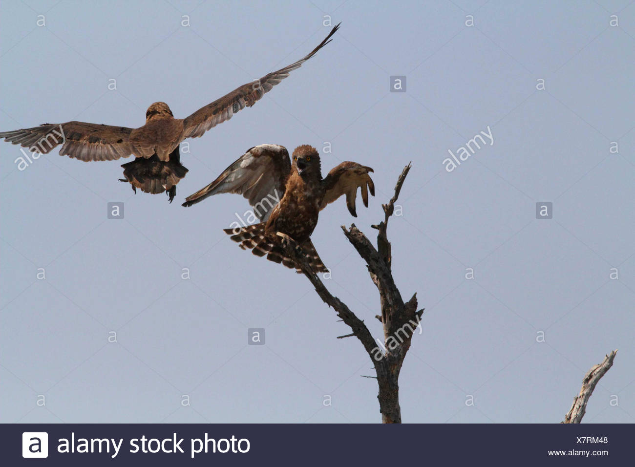Brown Snake Eagle Attacked By A Bateleur Kruger Np Stock