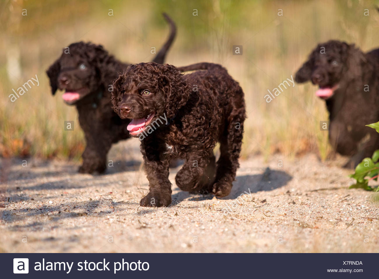 irish water spaniel litters