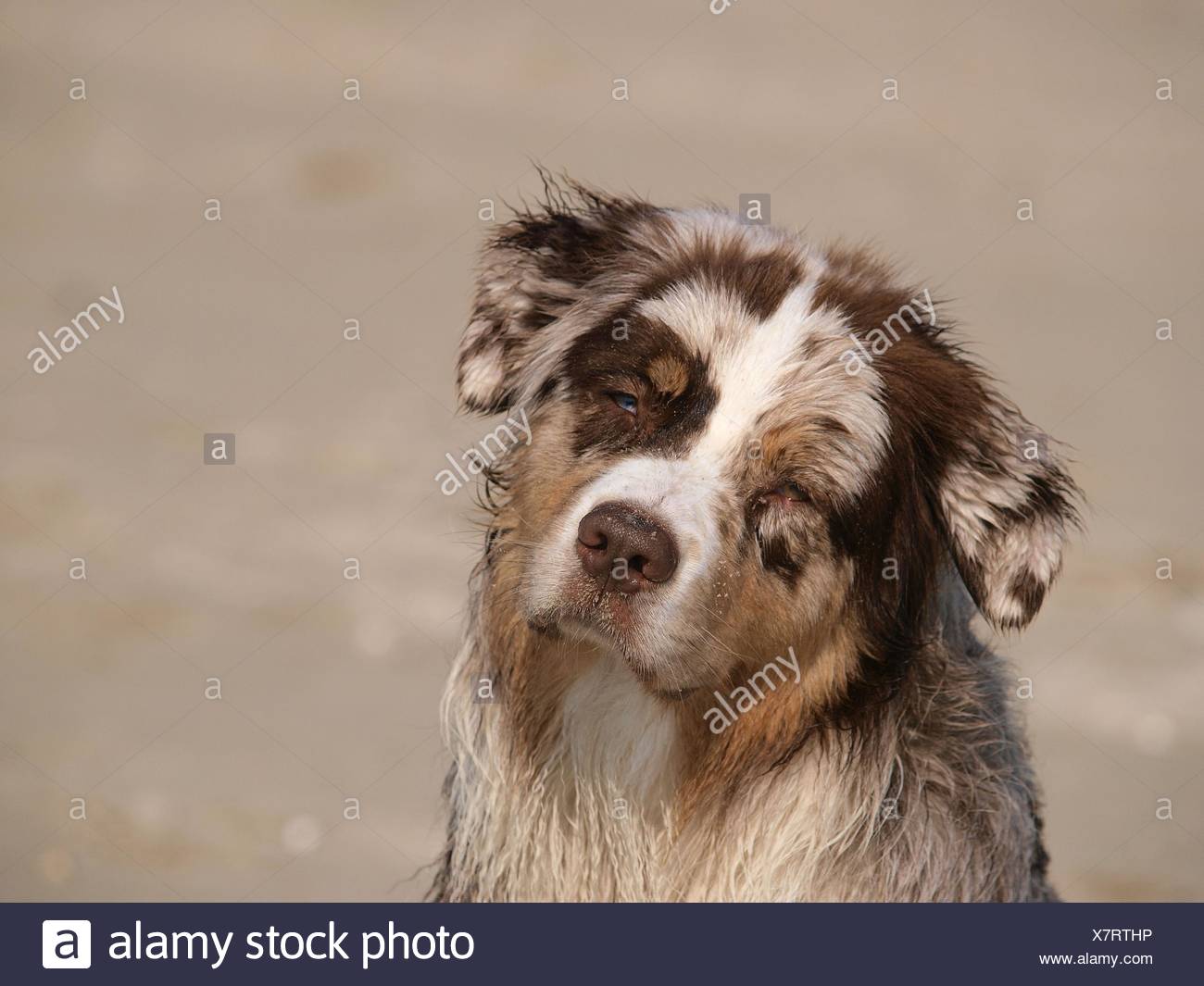 Red Merle Stock Photos Red Merle Stock Images Alamy