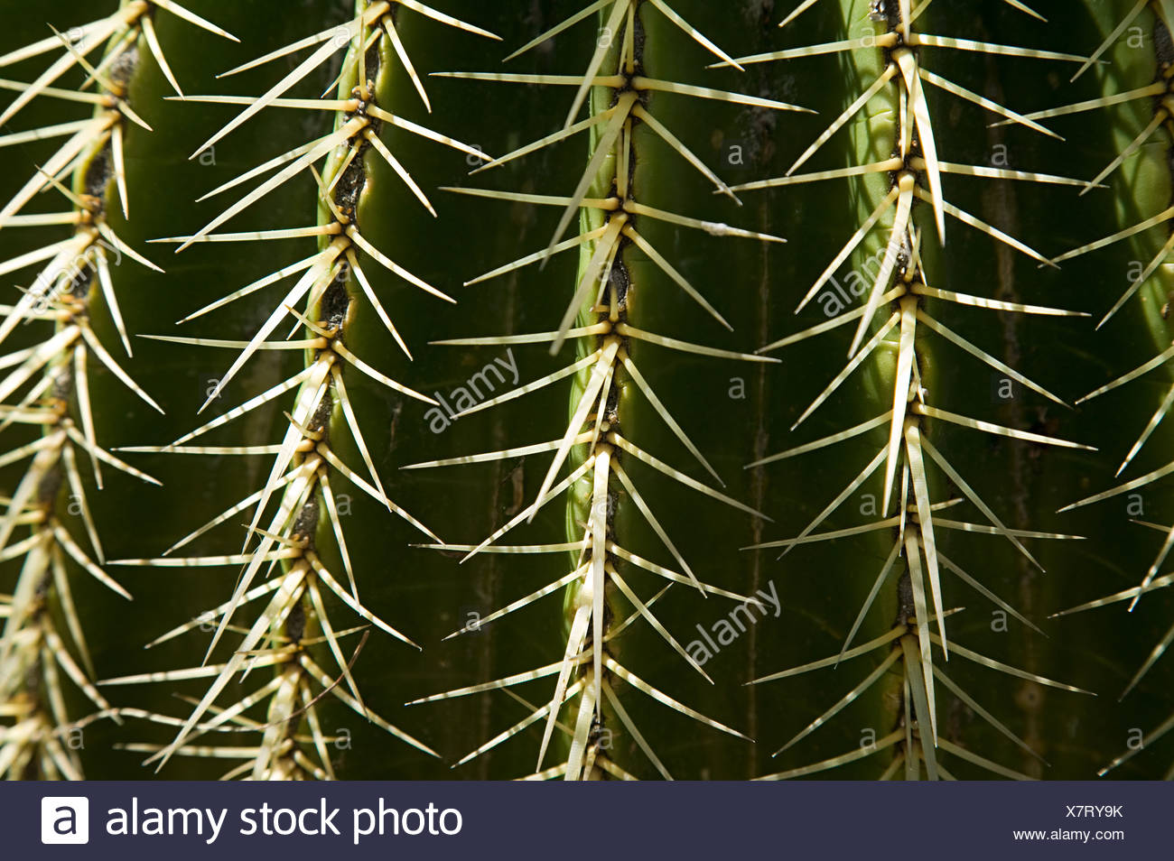 Cactus Needles High Resolution Stock Photography and Images Alamy