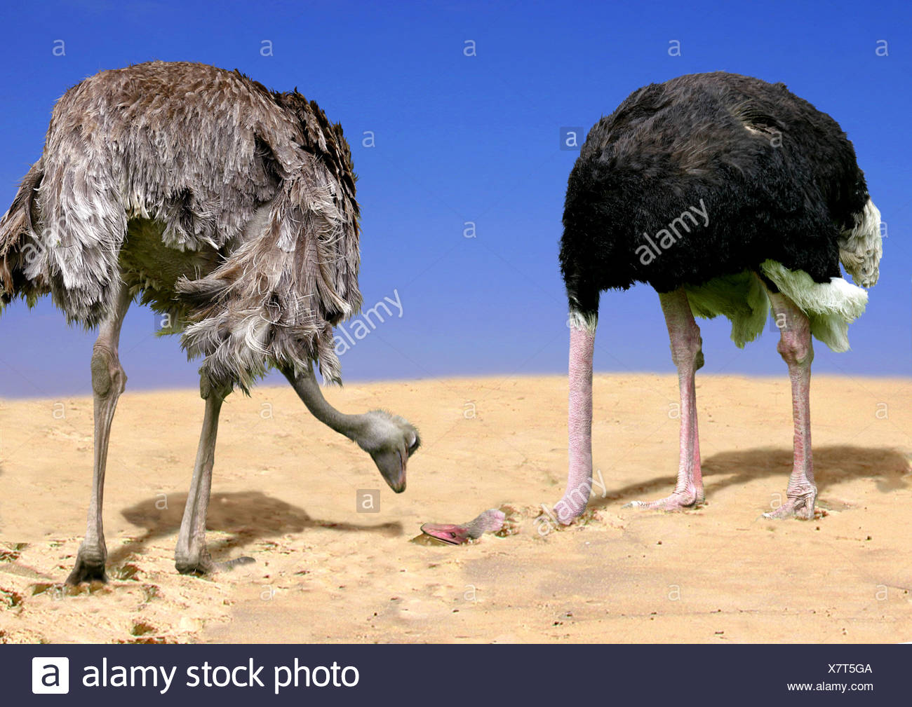 Ostrich (Struthio camelus). Couple, male with head in sand. Never seen  behaviour, digital composing Stock Photo - Alamy
