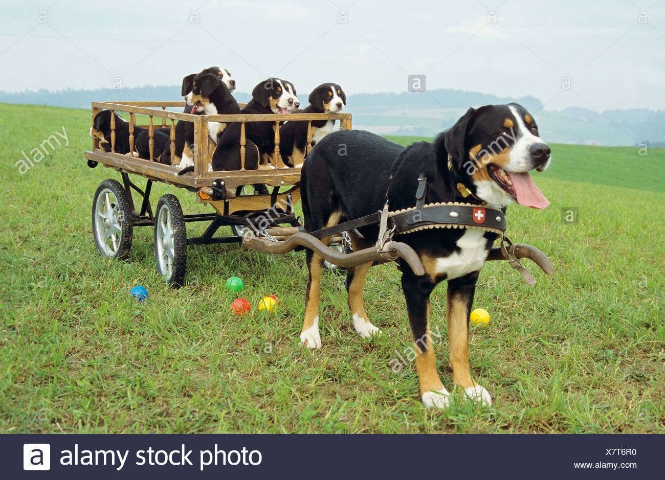 Greater Swiss Mountain Dog With Puppies In Hay Cart Stock Photo Alamy