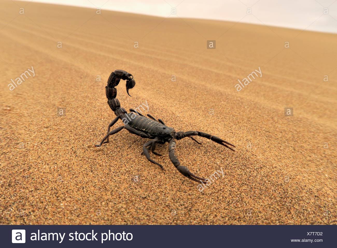 Scorpion On Sand High Resolution Stock Photography and Images Alamy