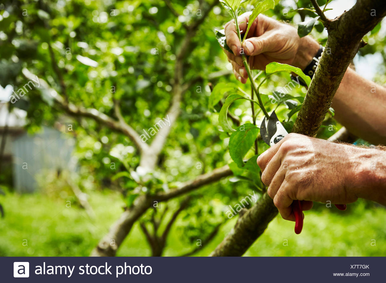 How To Trim Fruit Trees / Fruit Tree Pruning In Ontario Baum Tree Care - What is the best time of year to trim your trees?