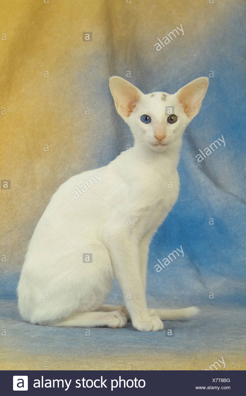 Oriental Shorthair Cat Sitting Cut Out Stock Photo 280201924