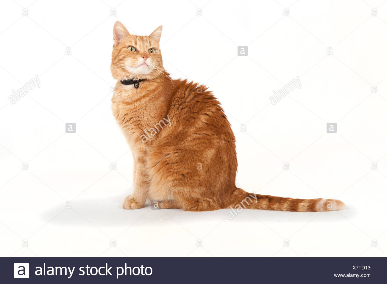 Tom Cat Stock Photos & Tom Cat Stock Images Alamy
