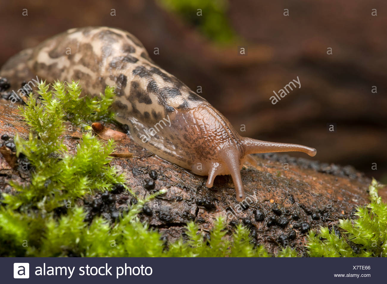 Spotted Garden Slug Limax Maximus High Resolution Stock Photography and ...